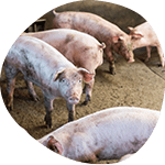 Pigs on farm